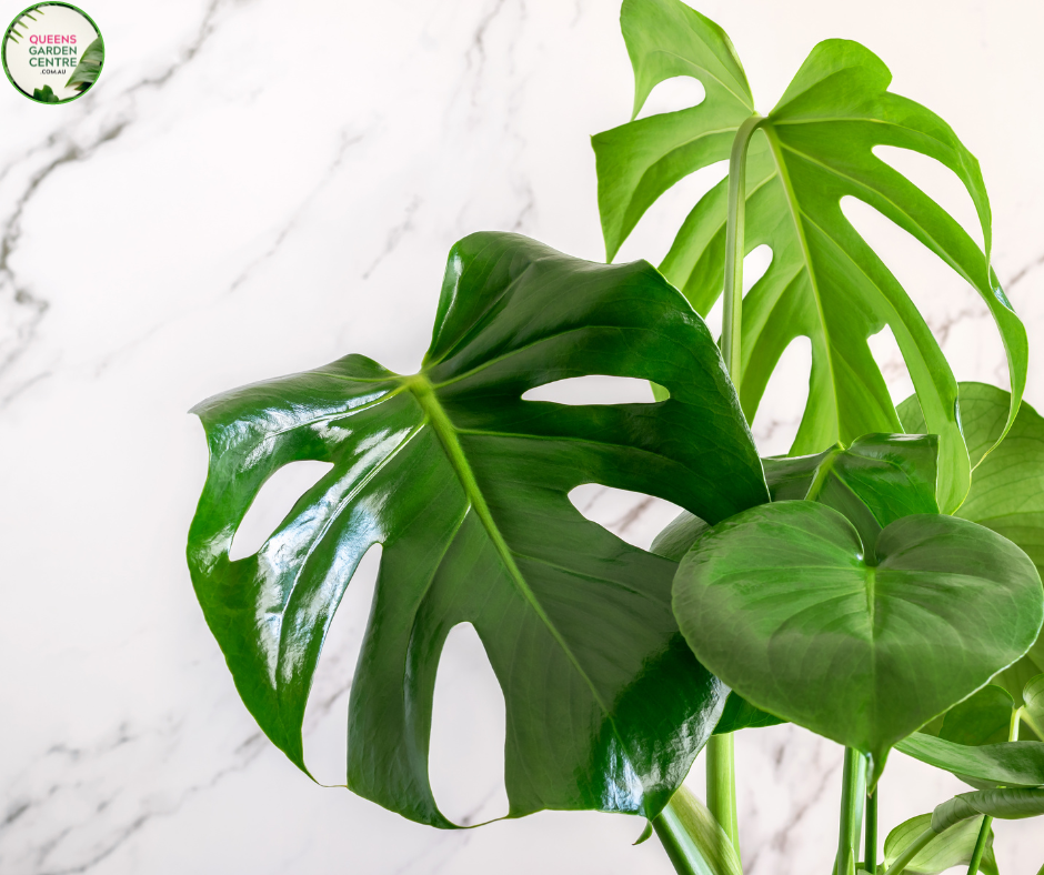 Close-up of a Monstera deliciosa 'Tauerii' plant. The image showcases a large, glossy green leaf with characteristic deep splits and fenestrations, or oval holes, giving it a striking, perforated appearance. The leaf surface is smooth and shiny, reflecting light and highlighting its healthy, vibrant green color. 