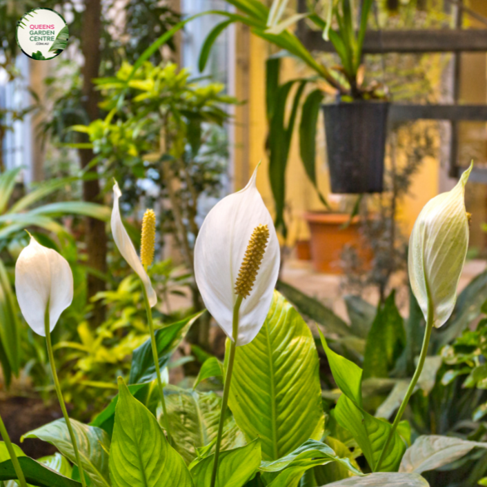 Spathiphyllum Carlos 8 in – Morning Dew Tropical Plants Spathiphyllum Carlos 8 in – Morning Dew Tropical Plants