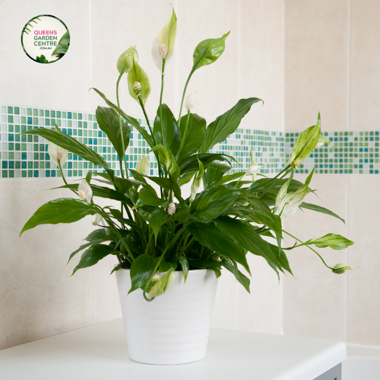 peace lily sebastiano Buy Spathiphyllum Sweet Sebastiano Online in Australia – Queens Garden  Centre