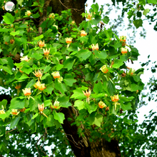 Load image into Gallery viewer, Liriodendron Tulipifera &#39;Fastigiata&#39;
