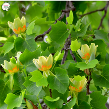 Load image into Gallery viewer, Liriodendron Tulipifera &#39;Fastigiata&#39;
