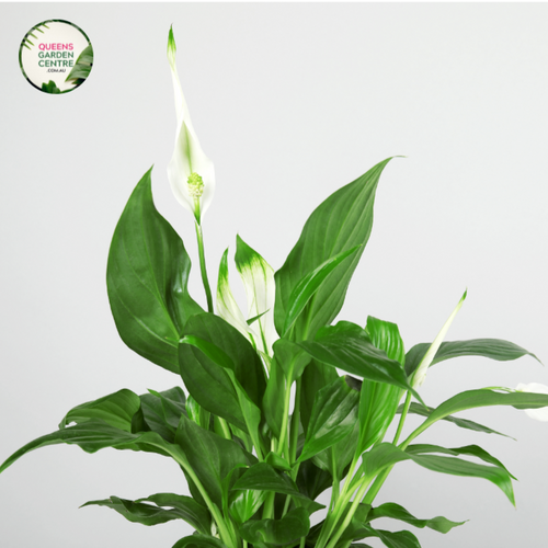 Close-up of a Spathiphyllum 'Sweet Sebastiano' plant. The image showcases a pristine white spathe, a large, petal-like bract, that gently curves around a pale yellow spadix, which is a central column covered in tiny flowers. The spathe is smooth, glossy, and gracefully tapers to a point, giving it an elegant appearance. 