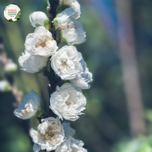 Load image into Gallery viewer, Prunus persica ‘White’ – White Flowering Peach
