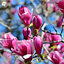 Load image into Gallery viewer, Magnolia &quot;Cameo&quot; PBR
