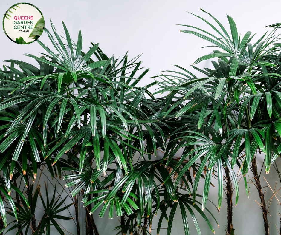 Buy Rhapis Excelsa Multi Planted Online In Australia – Queens Garden Centre