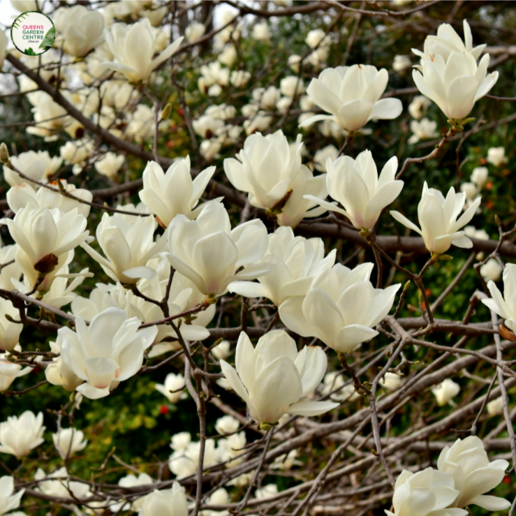 Magnolia Denudata Yulan