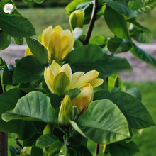 Load image into Gallery viewer, Close-up of a Magnolia &#39;Elizabeth&#39; plant. The image features a beautiful, creamy yellow flower with large, oval petals that taper to a slight point. The petals are smooth and slightly glossy, arranged symmetrically to form a cup-like bloom. At the center of the flower, a cluster of prominent yellow stamens adds texture and depth. 
