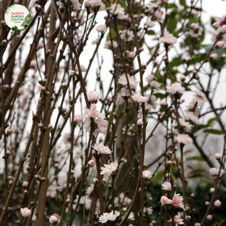 Prunus persica ‘White’ – White Flowering Peach