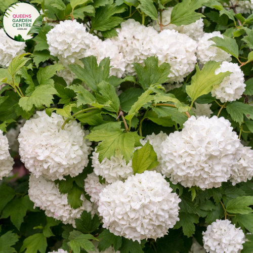 "A lovely image of the Viburnum opulus 'Roseum' plant, commonly known as the European Cranberrybush Viburnum or Snowball Viburnum. This deciduous shrub showcases a rounded form adorned with large, spherical clusters of white, snowball-like flowers. The flowers create a striking visual display against the lush green foliage. Viburnum opulus 'Roseum' is prized for its ornamental appeal and versatility in garden landscapes.
