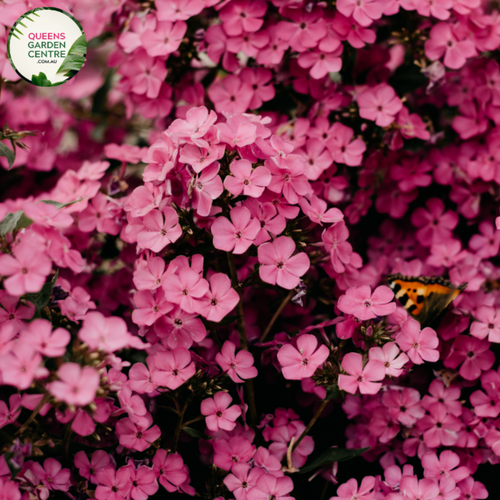 "A beautiful image featuring the Viburnum plicatum 'Pink Beauty' plant, showcasing its ornamental qualities. This deciduous shrub exhibits a dense and tiered form, with delicate pink flowers arranged in lacecap clusters against a backdrop of green foliage. 'Pink Beauty' is a cultivar of Viburnum plicatum, celebrated for its elegant structure and charming floral display.