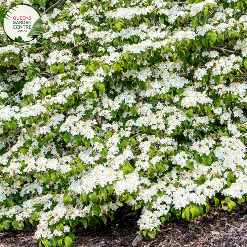  "A captivating image of the Viburnum plicatum f. tomentosum 'Shasta' plant, showcasing its ornamental qualities. This deciduous shrub features a tiered and horizontal branching structure adorned with lacecap clusters of white flowers. 'Shasta' is a cultivar of Viburnum plicatum f. tomentosum, prized for its elegant form and charming floral display.