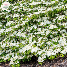 Load image into Gallery viewer,  &quot;A captivating image of the Viburnum plicatum f. tomentosum &#39;Shasta&#39; plant, showcasing its ornamental qualities. This deciduous shrub features a tiered and horizontal branching structure adorned with lacecap clusters of white flowers. &#39;Shasta&#39; is a cultivar of Viburnum plicatum f. tomentosum, prized for its elegant form and charming floral display.
