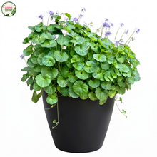 Load image into Gallery viewer, Viola Hederacea
