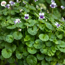 Load image into Gallery viewer, Viola Hederacea

