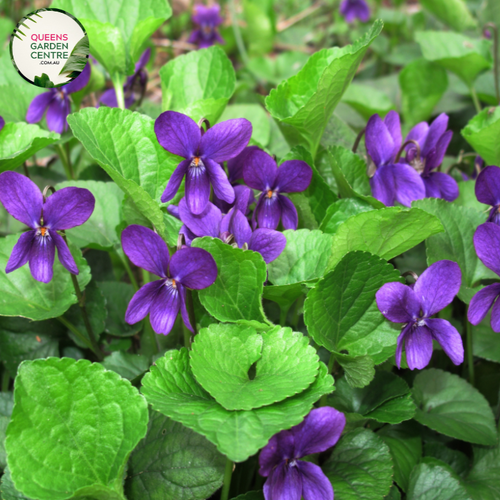 "An enchanting image of the Viburnum Viola odorata plant, commonly known as Sweet Violet Viburnum. This deciduous shrub features clusters of fragrant, tubular white flowers with a delicate blush of pink, creating a visually appealing contrast against the lush green foliage. Viburnum Viola odorata is cherished for its ornamental value and sweet-scented blooms, making it a delightful addition to garden landscapes. 