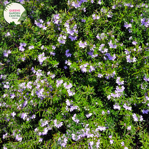  "A captivating image of the Westringia fruticosa 'Jervis Gem' plant, showcasing its ornamental characteristics. This evergreen shrub features dense, gray-green foliage and is adorned with small, mauve to lilac flowers. 'Jervis Gem' is a cultivar of Westringia fruticosa, known for its compact and rounded form. The image captures the beauty and versatility of this Westringia variety, making it a visually enchanting addition to garden landscapes. 