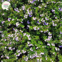 Load image into Gallery viewer,  &quot;A captivating image of the Westringia fruticosa &#39;Jervis Gem&#39; plant, showcasing its ornamental characteristics. This evergreen shrub features dense, gray-green foliage and is adorned with small, mauve to lilac flowers. &#39;Jervis Gem&#39; is a cultivar of Westringia fruticosa, known for its compact and rounded form. The image captures the beauty and versatility of this Westringia variety, making it a visually enchanting addition to garden landscapes. 
