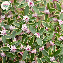 Load image into Gallery viewer, Close-up of Winter Daphne (Daphne odora): This image showcases the exquisite beauty of the Winter Daphne plant. The fragrant, pale pink flowers are arranged in small clusters at the tips of slender branches, contrasting beautifully against the glossy, dark green foliage. Each flower consists of four petals surrounding a central cluster of yellow stamens, creating a captivating floral display. 
