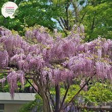 Load image into Gallery viewer, Close-up of Wisteria Floribunda Violacea Plena: This image captures the intricate beauty of Wisteria Floribunda Violacea Plena. The close-up showcases clusters of double violet flowers with delicate petals arranged in a cascading fashion. The flowers are in full bloom, emitting a sweet fragrance and attracting pollinators. 
