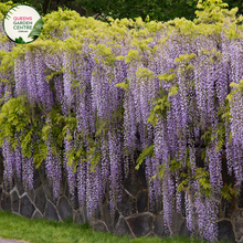 Load image into Gallery viewer, Close-up of Wisteria Floribunda Violacea Plena: This image captures the intricate beauty of Wisteria Floribunda Violacea Plena. The close-up showcases clusters of double violet flowers with delicate petals arranged in a cascading fashion. The flowers are in full bloom, emitting a sweet fragrance and attracting pollinators. 
