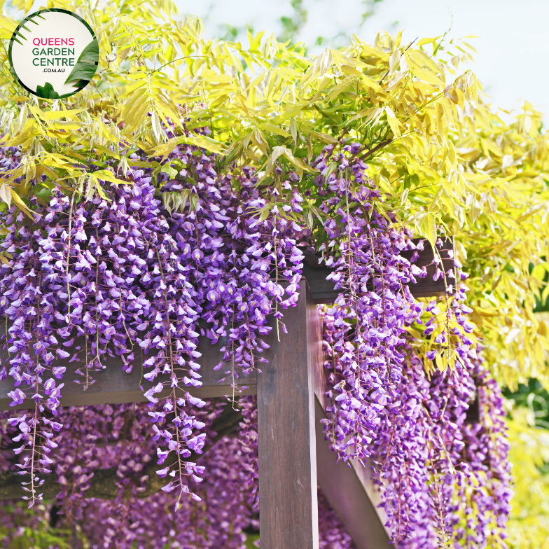 Close-up of Wisteria Floribunda Violacea Plena: This image captures the intricate beauty of Wisteria Floribunda Violacea Plena. The close-up showcases clusters of double violet flowers with delicate petals arranged in a cascading fashion. The flowers are in full bloom, emitting a sweet fragrance and attracting pollinators. 