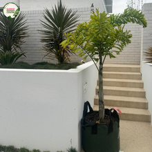 Load image into Gallery viewer, Wodyetia bifurcata (Foxtail palm)
