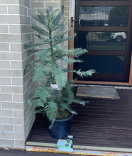 Load image into Gallery viewer, Wollemia Nobilis
