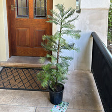 Load image into Gallery viewer, Wollemia Nobilis
