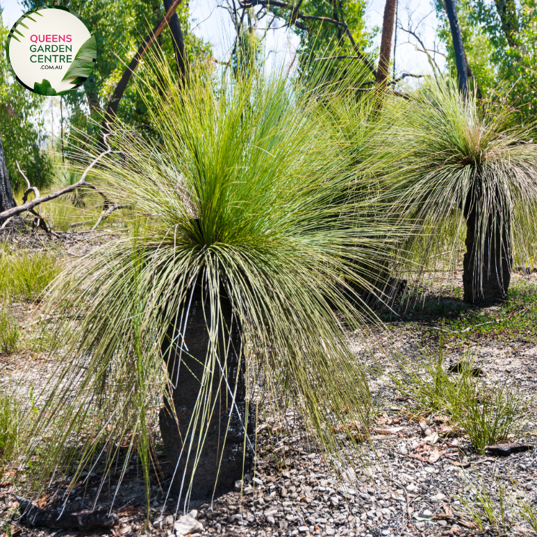 Buy Xanthorrhoea Glauca Grass Trees Online in Australia – Queens Garden ...