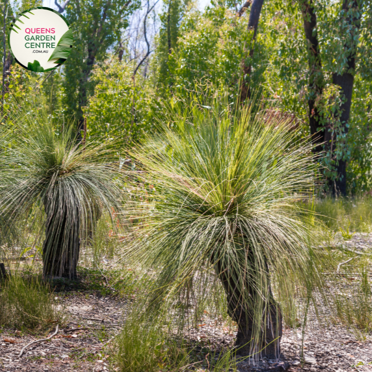 Buy Xanthorrhoea Glauca Grass Trees Online in Australia Queens Garden