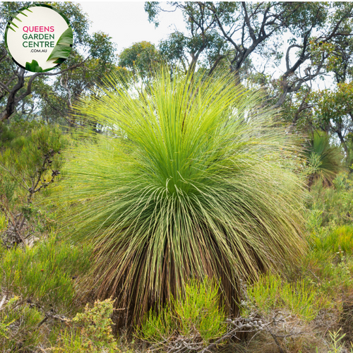Alt text: Xanthorrhoea glauca, commonly known as Grass Trees, features long, slender green leaves emerging from a central trunk, resembling a grassy tuft. This Australian native plant is characterized by its unique, bushy appearance, making it a striking addition to gardens and landscapes.