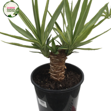 Load image into Gallery viewer, Yucca Silver Star is a striking succulent with long, narrow silver-green leaves, forming a rosette and topped with white flowers.
