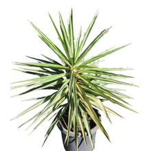 Load image into Gallery viewer, Yucca Silver Star
