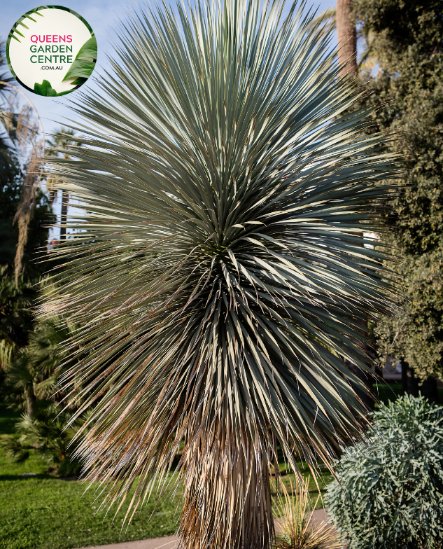 Alt text: Yucca rostrata 'Sapphire Skies', also known as Blue Beaked Yucca, showcases a striking rosette of slender blue-green leaves. This drought-tolerant plant features a unique trunk with a distinctive silhouette, making it an eye-catching addition to xeriscape gardens and arid landscapes.