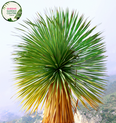 Alt text: Yucca rostrata 'Sapphire Skies', also known as Blue Beaked Yucca, showcases a striking rosette of slender blue-green leaves. This drought-tolerant plant features a unique trunk with a distinctive silhouette, making it an eye-catching addition to xeriscape gardens and arid landscapes.