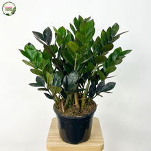 Load image into Gallery viewer, Zamioculcas Zamiifolia Jungle Warrior
