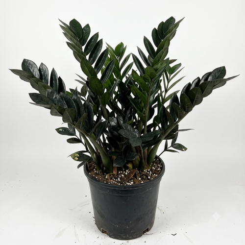 Zamioculcas Zamiifolia Jungle Warrior
