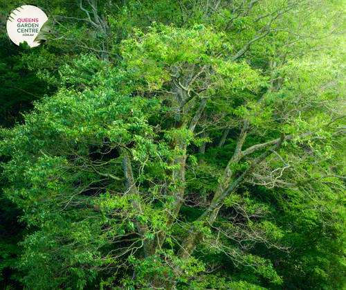 An elegant image of the Zelkova serrata 'Green Vase' plant, showcasing its ornamental attributes. This deciduous tree displays a graceful, vase-shaped silhouette with serrated green leaves that turn vibrant shades of orange and red in the fall. 'Green Vase' is a cultivar of Zelkova serrata, valued for its stately form and captivating seasonal color changes. The image captures the beauty and structural appeal of this Zelkova variety,