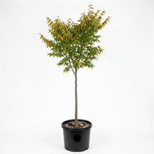 Load image into Gallery viewer, Zelkova Serrata Japanese Elm
