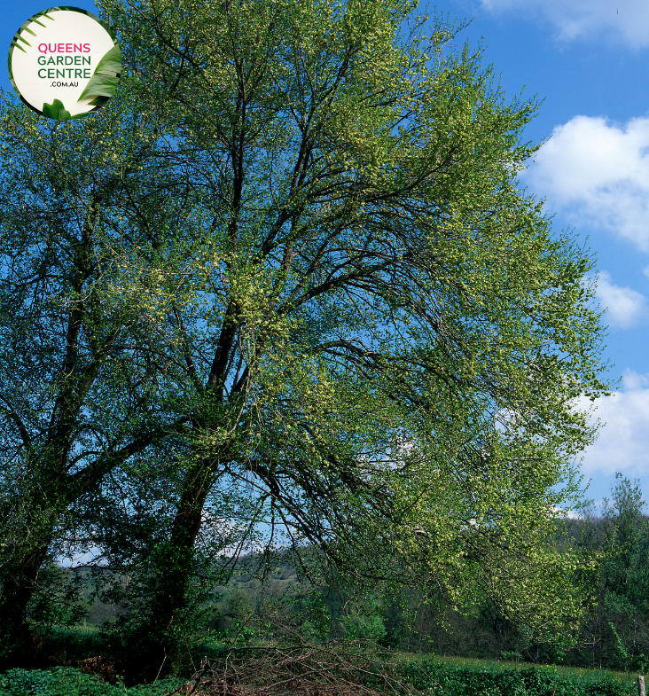 Buy Zelkova Serrata Schmidtlow Wireless™ Online in Australia – Queens ...