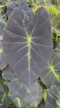 Load and play video in Gallery viewer, Colocasia Esculenta &quot;Elephant Ear&#39;
