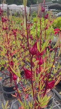 Load and play video in Gallery viewer, Hibiscus Sabdariffa Rosella
