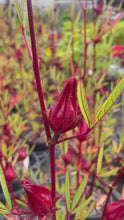 Load and play video in Gallery viewer, Hibiscus Sabdariffa Rosella
