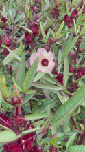 Load and play video in Gallery viewer, Hibiscus Sabdariffa Rosella
