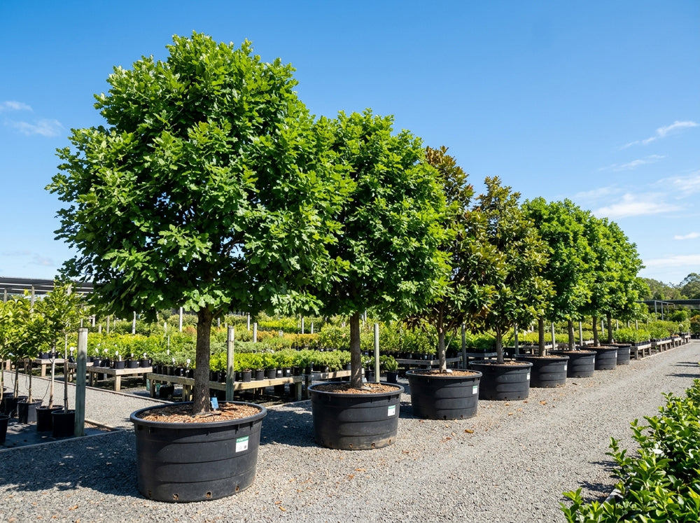 Large & Extra Large Trees