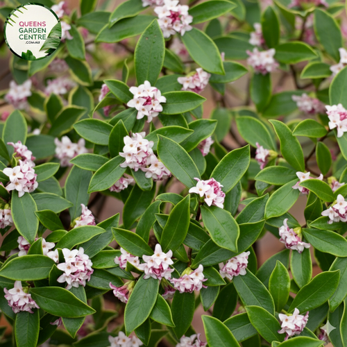 Winter Daphne (Daphne Odora)