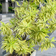 Load image into Gallery viewer, Dracaena reflexa Song of India
