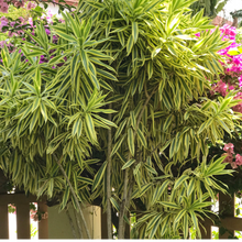 Load image into Gallery viewer, Dracaena reflexa Song of India
