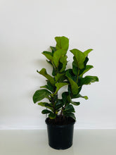 Load image into Gallery viewer, Ficus Lyrata Bambino (Fiddle Leaf Fig Bambino)
