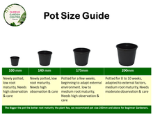 Load image into Gallery viewer, Alocasia macrorrhizos Grey Stem Elephant Ear
